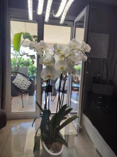Diamond City Lux Apartment - Argostoli - 7