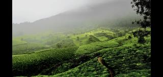 Nutmeg - Munnar - 1