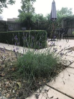 Walnut Corner - Heacham - 9