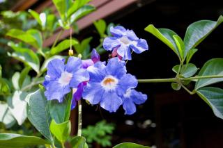 Im Boutique Hotel - Mae Sot - 3