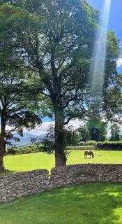 Stone Wall Cottage - Castlewellan - 2