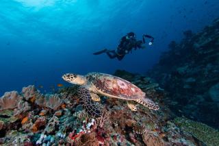 Marmora Maldives-All-inclusive guesthouse with an excursion everyday - Huraa - 5