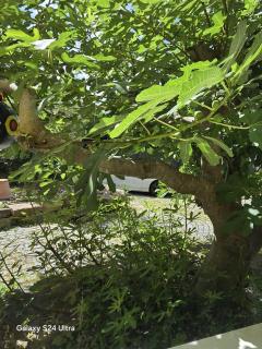 chambre privative au rez de jardin dans villa - La Wantzenau - 8
