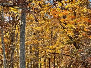 Smokey Mountain Getaway - new renovation - Mountain Views with Sunsets - Whittier - 5