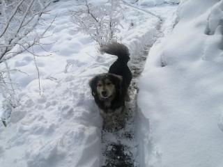 Villa Dorchinn - Rize - 3