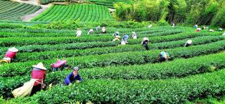 Tianyi Homestay - Fenchihu - 0