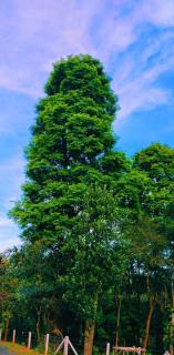 Vihaara Wayanad Serviced Villa - Ambalavayal - 3