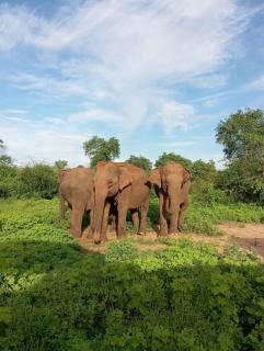 Traget safari home stay - Udawalawe - 1