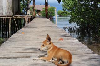 Nyanse Homestay - Raja Ampat - Besir - 1