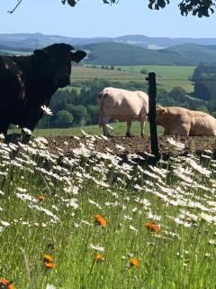 Urlaub mit Hund auf dem Bauernhof Hofswald - Euscheid - 2