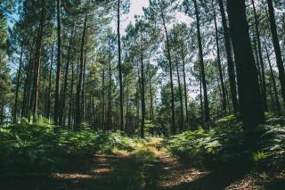 Nid douillet sous les pins - Seignosse - 0