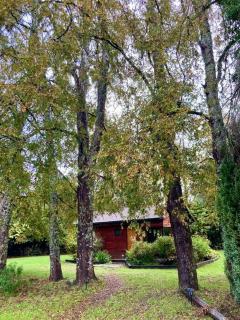 Cabaña entre árboles - Valdivia - 8