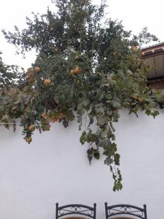 El Molino de Aceite - Baeza - 3