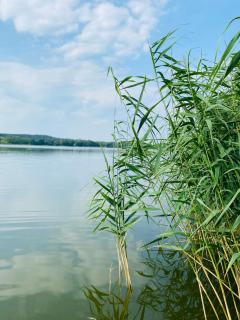 Korony Drzew - Apartamenty Mazury - Mrągowo - 7