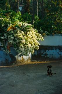 Saaranga homestay - Avathi - 3