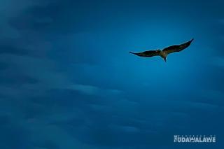 The wanderer of Udawalawe Accomodations - 6