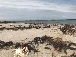 Strandgården på Skarø med færge fra Svendborg - Ballen - 3