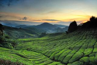 Keafarm Highland Breeze - Brinchang - 0