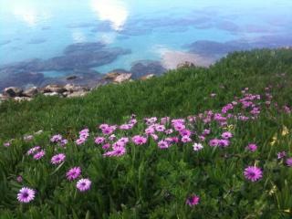 Olivia Budget Apartment - Paralimni - 3