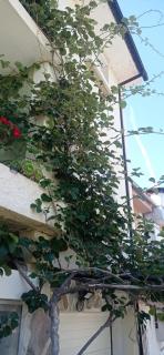 Alojamento local Os Maias - 6