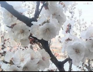 Дом граната - 3