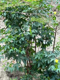 Casa califorb - Angola - 4
