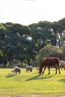 Campo Talamera - Concepción del Uruguay - 9
