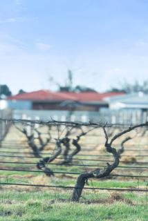 Crimson Ridge - Wines, Vines and Dine - Nuriootpa - 9