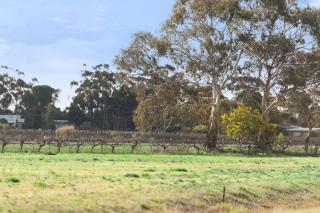 Crimson Ridge - Wines, Vines and Dine - Nuriootpa - 4