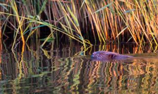 Haus an der Peene - 3