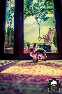 Park Villa - Boutique Hotel - 4