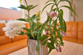 B1 Ferien-Bungalow Seewind Ostseebad Rerik - 9