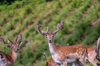 ZuHause im Freien - 7