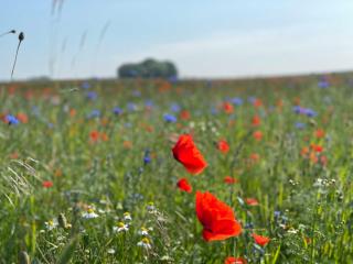 L18 Ferienhaus OstseeAuszeit Blengow - Blengow - 6