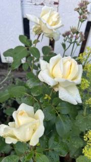 Newly renovated guest house with own patio - Sundsvall - 5