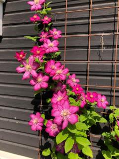 Newly renovated guest house with own patio - Sundsvall - 4