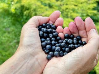 Inn Serendipity Eesti - 4