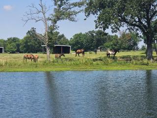 Lakefront w Fire Pit, Lake Fun, and Horse Feeding - Emory - 3