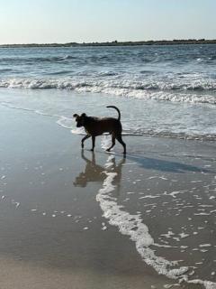 Beachside Vilano Lux Arcade Pets 6min to Historic - 8