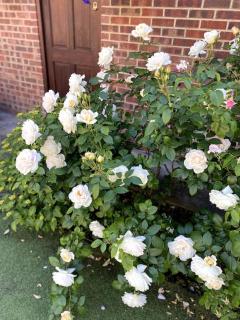 Garden flat in London - 1