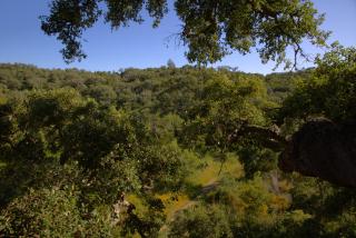 Tree house da Lage - São Luis - 8