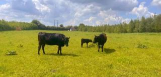 Animal Farm and Forest - 7