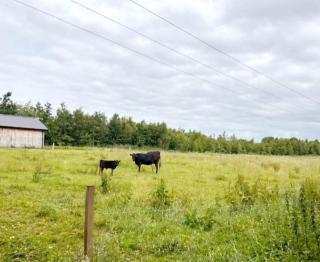 Animal Farm and Forest - - 5