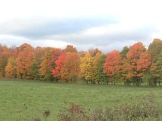 Nottawasaga Hideaway Bed and Breakfast - Collingwood - 1