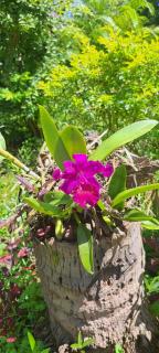 Xuanmai Garden Resort - Pakse - 9