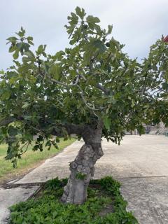 Mare&Natura - Botricello - 7