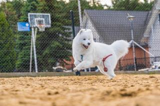 Domy Morskie Dog Frindly - 4