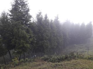 Parque Ecológico los Cipreses Volcán Pacaya - El Cedro - 5