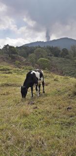 Parque Ecológico los Cipreses Volcán Pacaya - El Cedro - 4