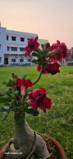 Panihati Village - 2